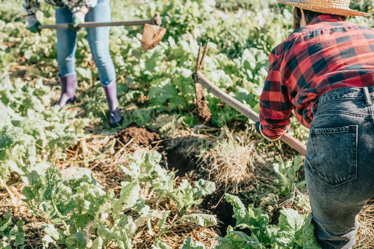 Weeding beds