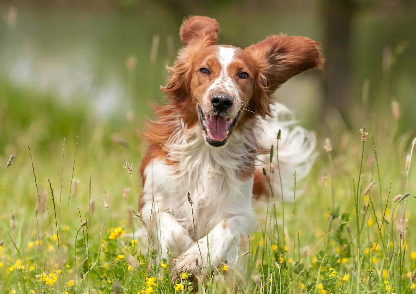 Male or Female Dog: Which is Better?