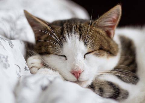 What can cause pancreatitis in cats?