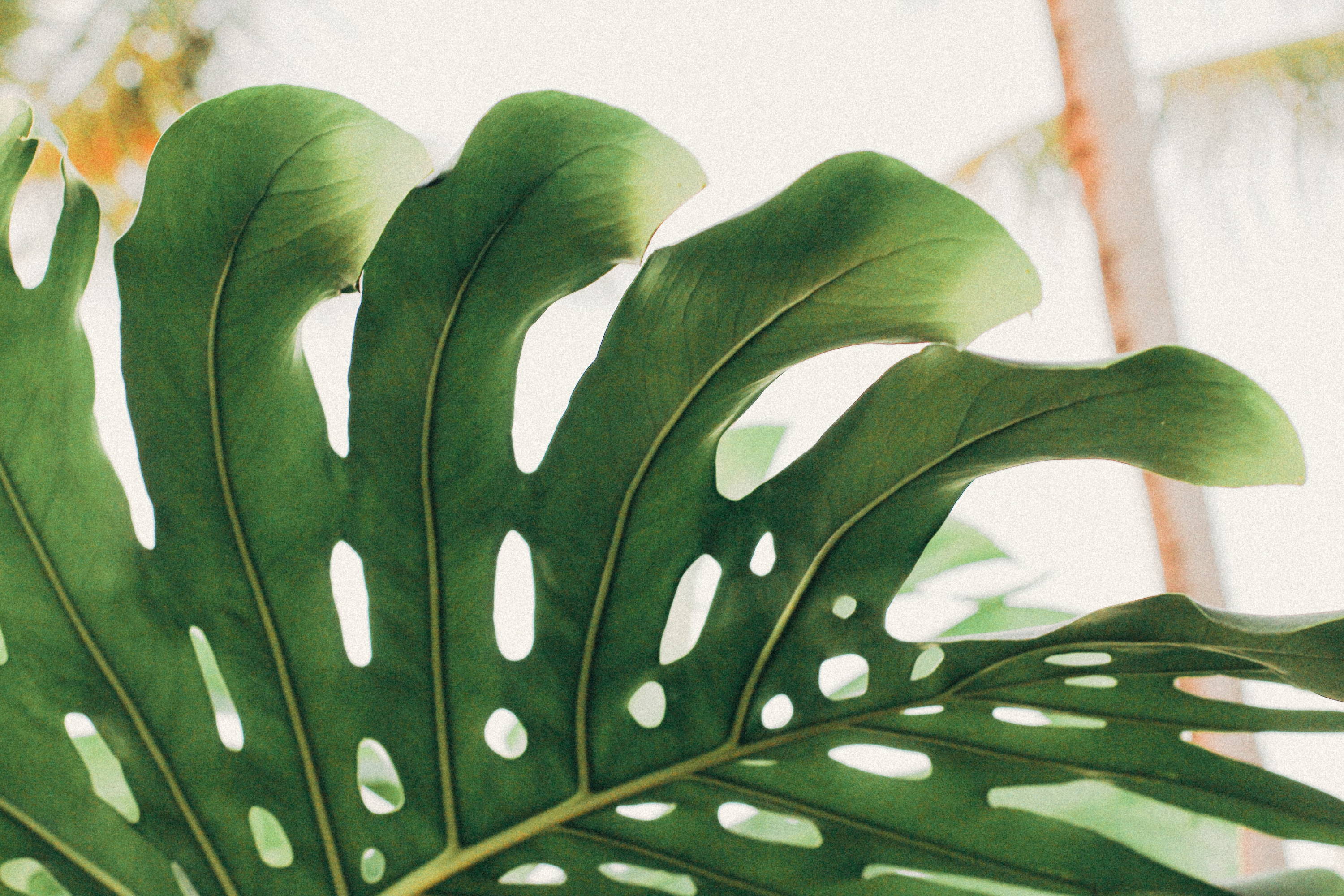 How to Care for Your Monstera Plant