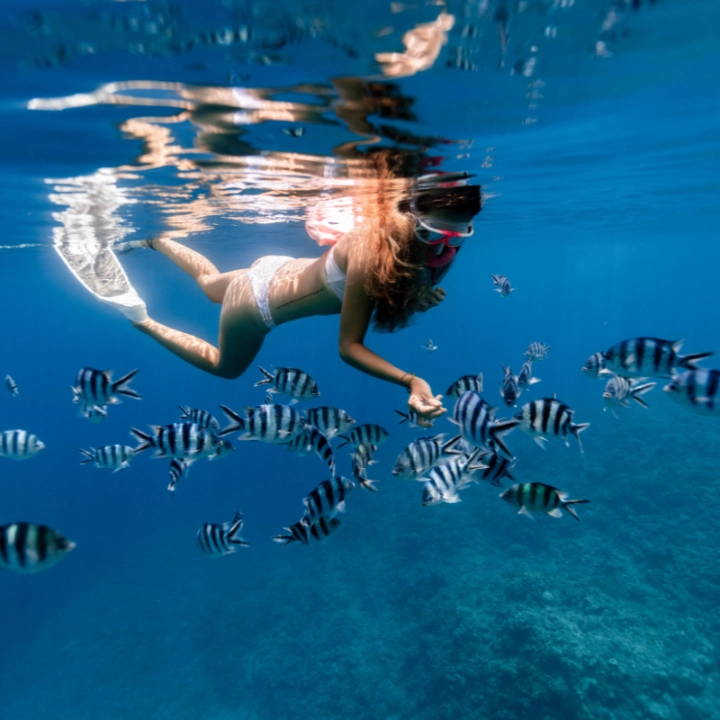 a girl in a bikini snorkeling and feeding fish