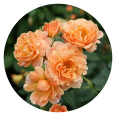 Up close image of 5 Rosa At Last Blooms