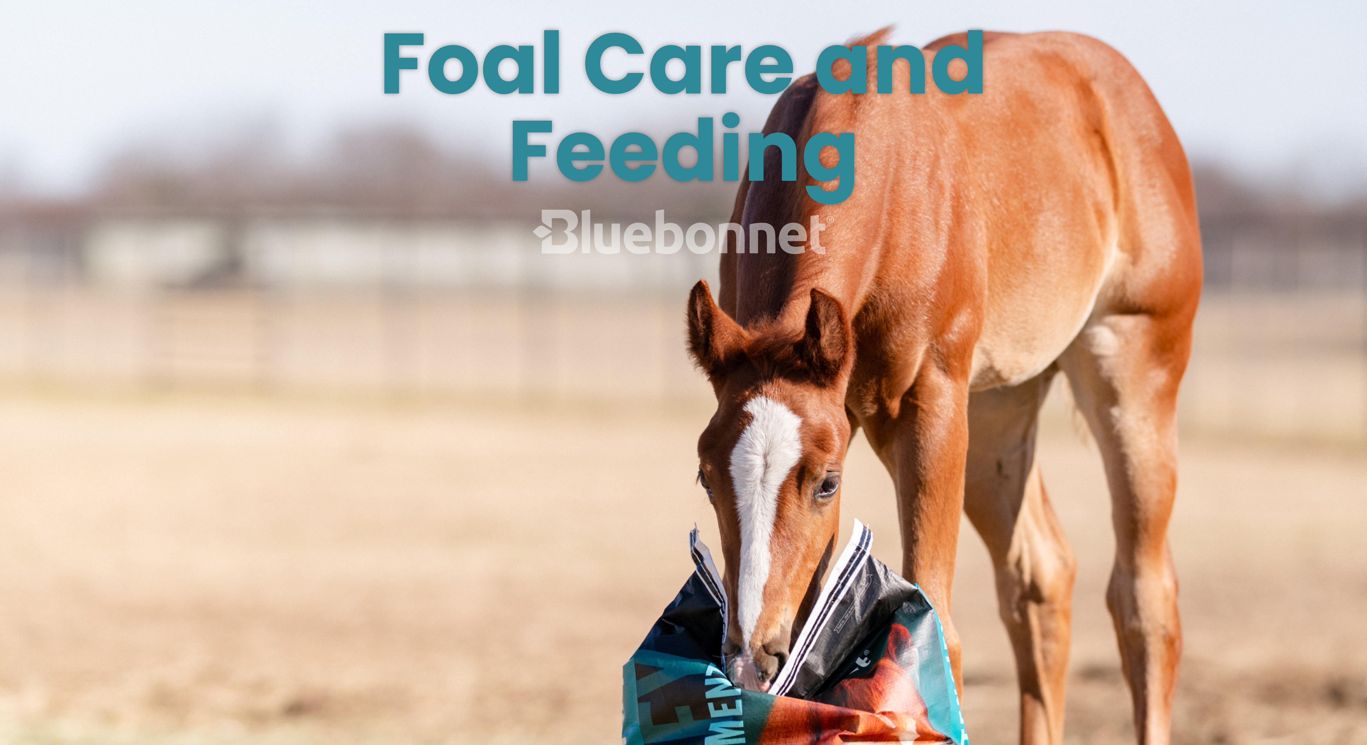 Essential Foal Care and Feeding Tips for Healthy Growth – Bluebonnet - Care And Feeding Tips For Roadside Caught Omnis