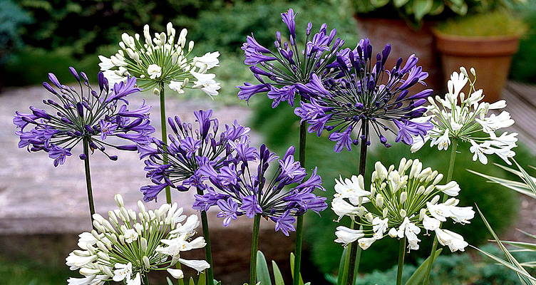 Agapanthus (Afrikaanse lelie)
