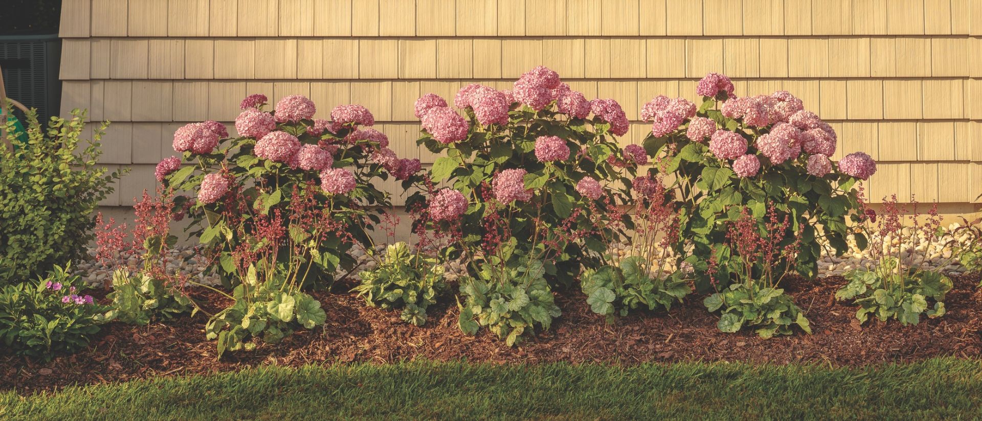 Flowering shrubs with pink blooms growing in a landscaped garden bed beside a home.