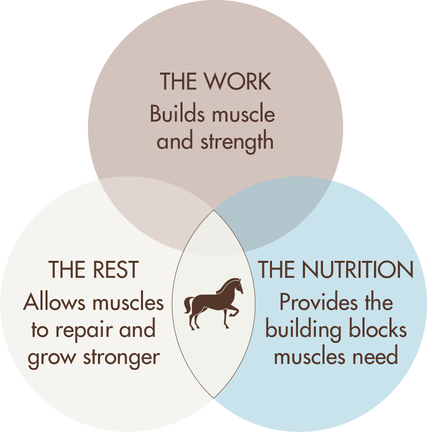 Venn diagram illustrating work, rest, and nutrition for muscle growth.