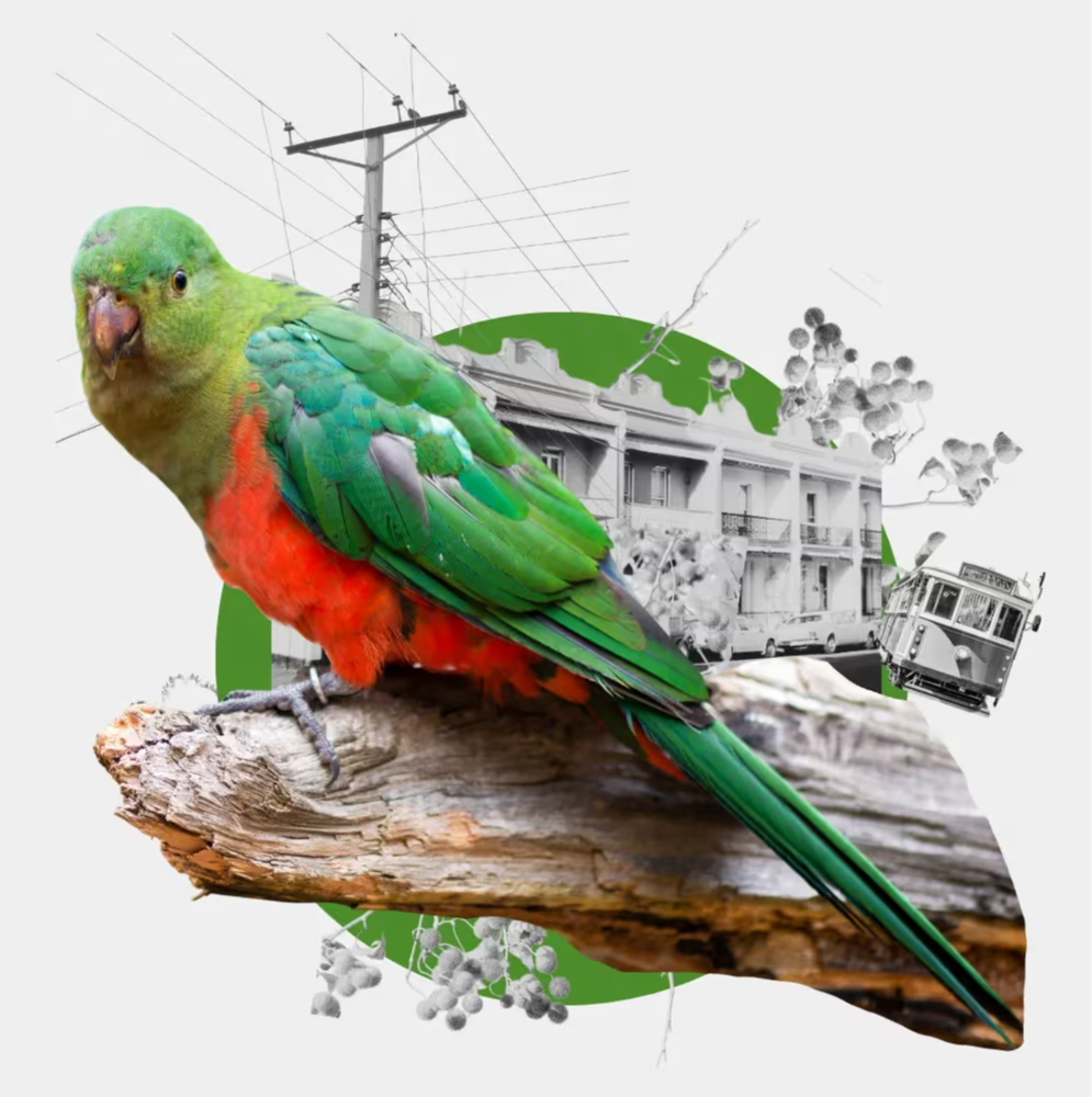 Australian King parrot with the suburbs of melbourne