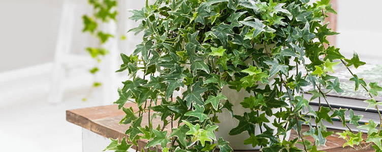Duiker lucht Tapijt Hangplanten – Bakker.com