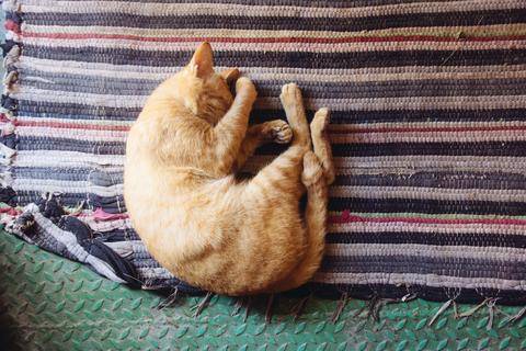 Orange tabby cat sleeping on the floor