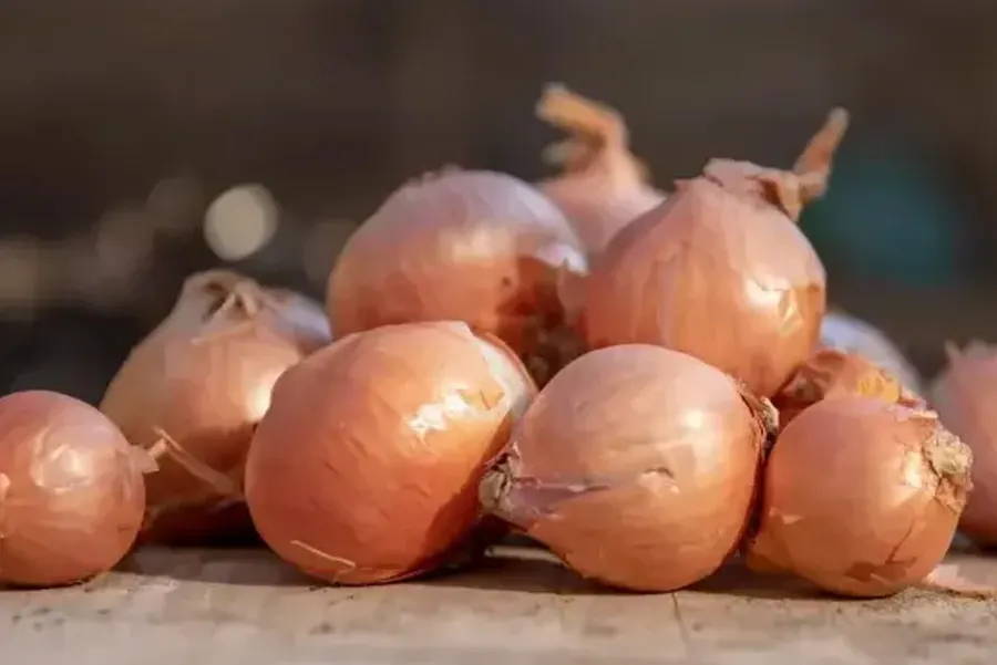 A pile of white onions