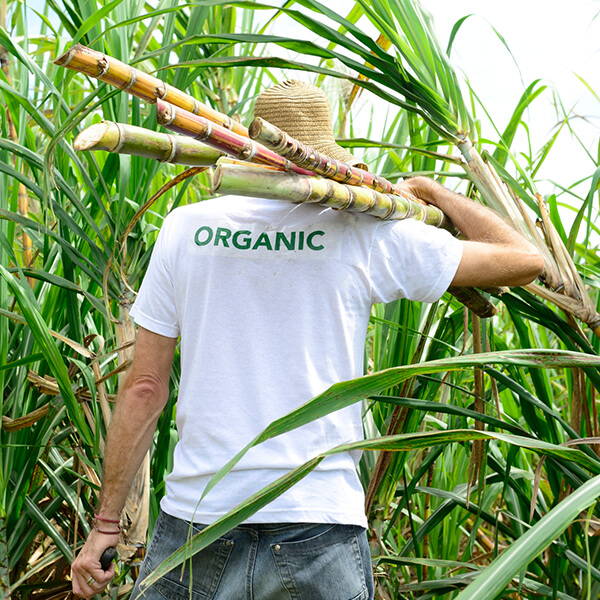 High Quality Organics Express farmer carrying organic sugar cane