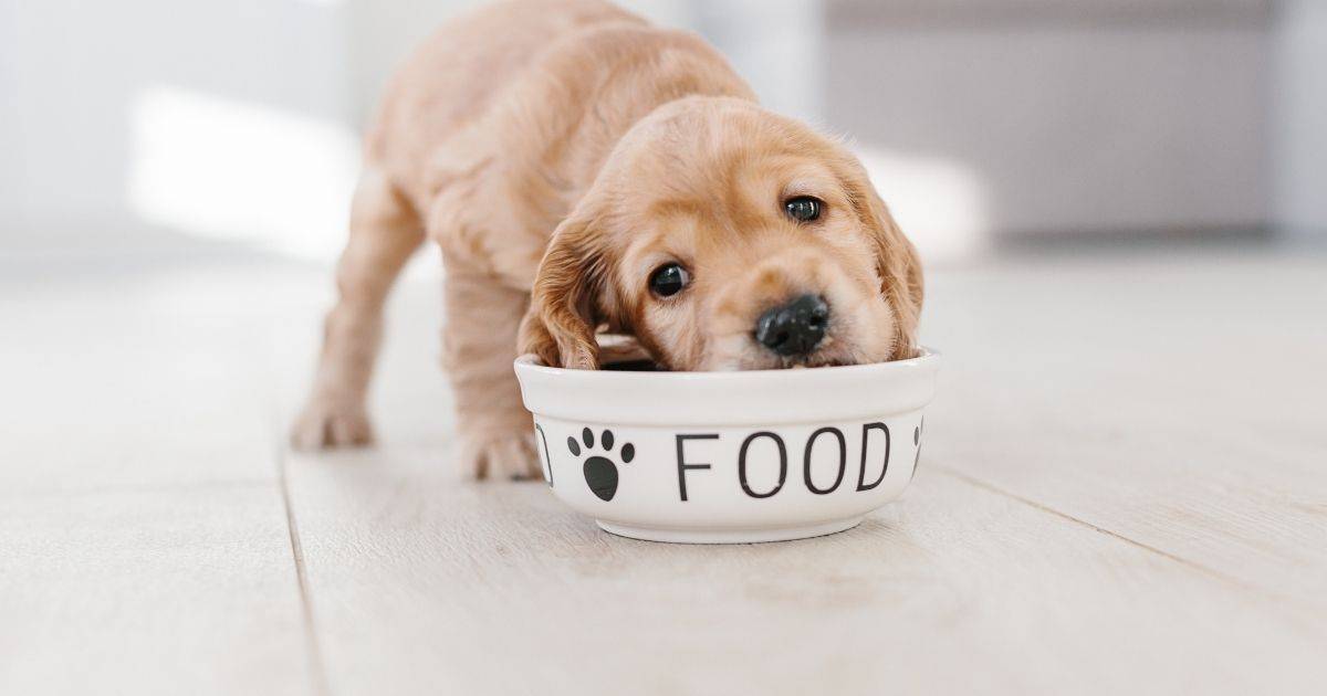 how to feed a puppy