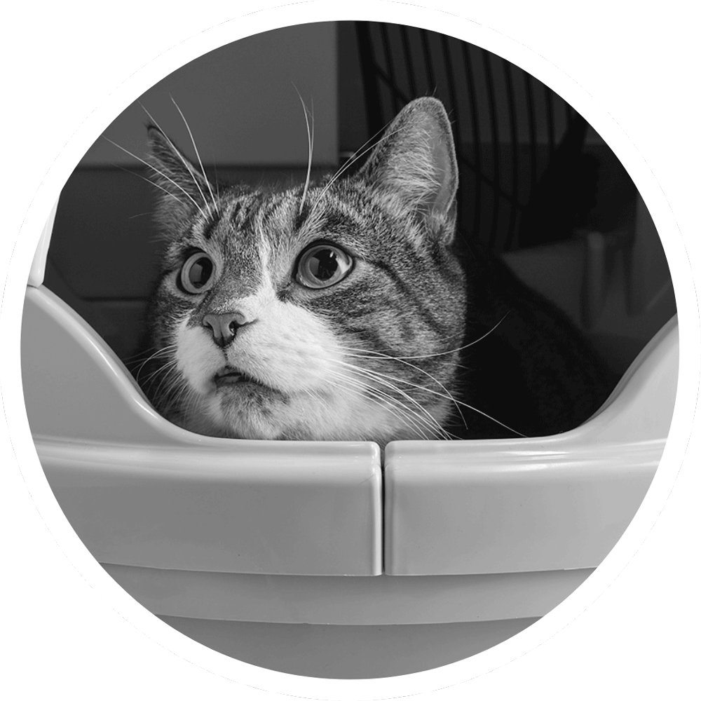 Cat Acclimation Tips For Catgenie Self Cleaning Automatic Cat Box
