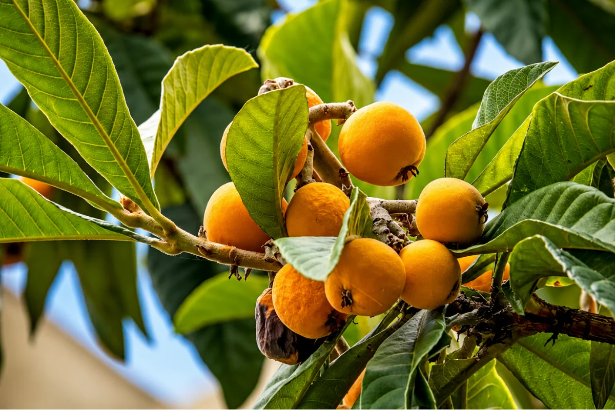 Clusters of ripe loquats hanging from a tree branch among large green leaves, featuring golden-yellow fruit suitable for ornamental edible landscapes.