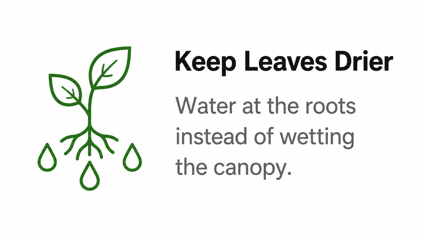 Illustration of a plant with a message about watering at the roots.