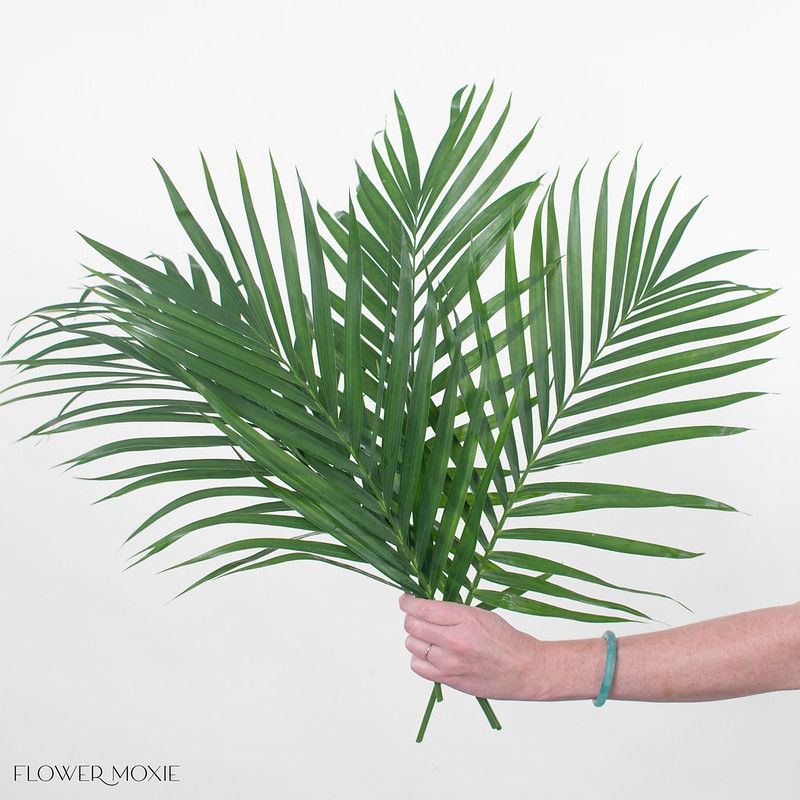 robellini palm