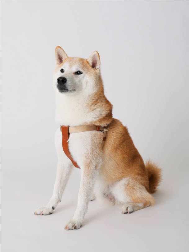 犬用のランドセルなど、愛犬との時間を楽しむペットアイテムに 犬用のランドセルなど、愛犬との時間を楽しむペットアイテムに