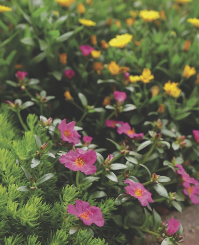 Photo of Mojave® Fuchsia and Lemon Coral®