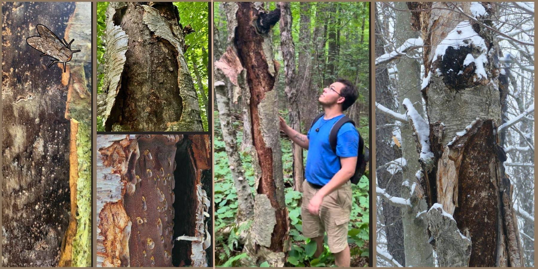 Exploring Chaga's Sexual Organs, Fruiting body vs mycelium vs sclerotia of inonotus obliquus