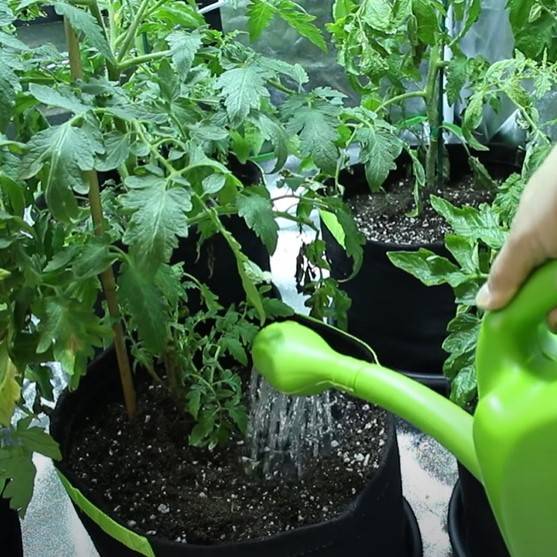 Watering Plants in a Grow Tent