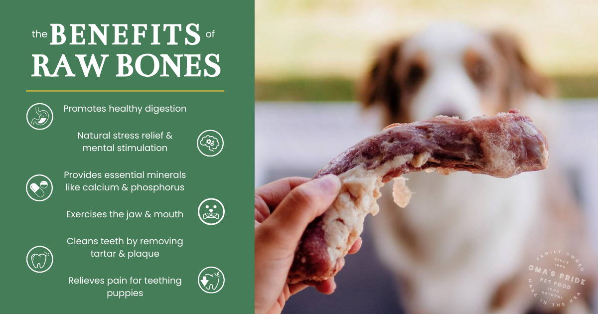 Dog looking at whole raw meaty bone with listed benefits on the left.