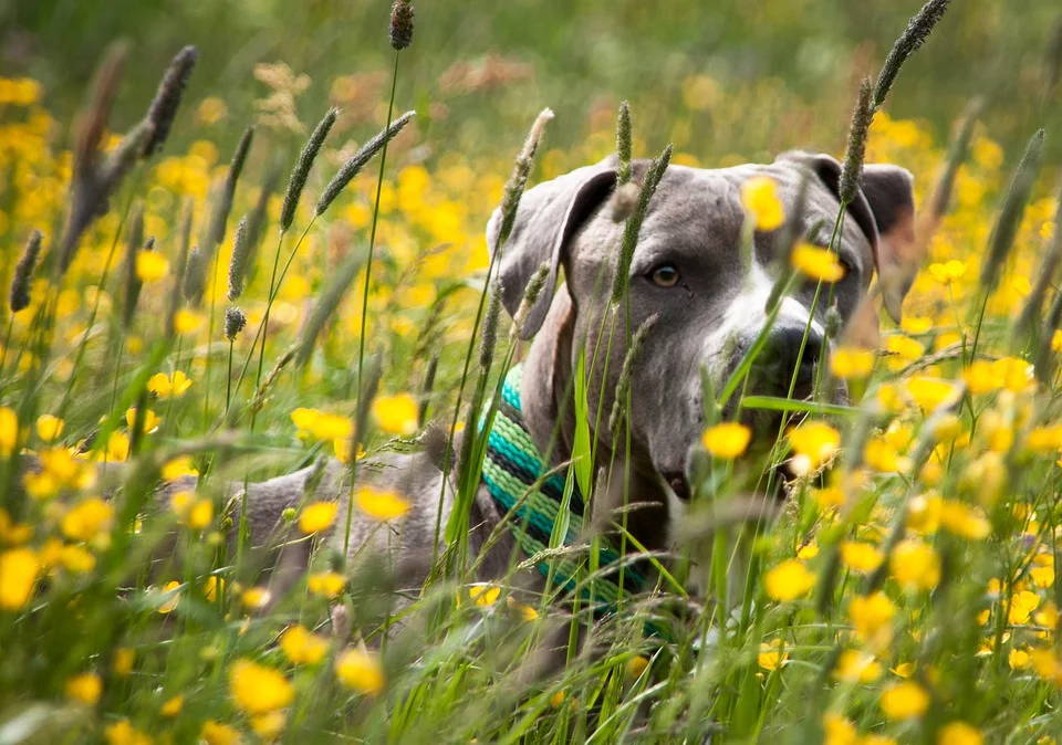 Pitbulls are loving, loyal, and very smart