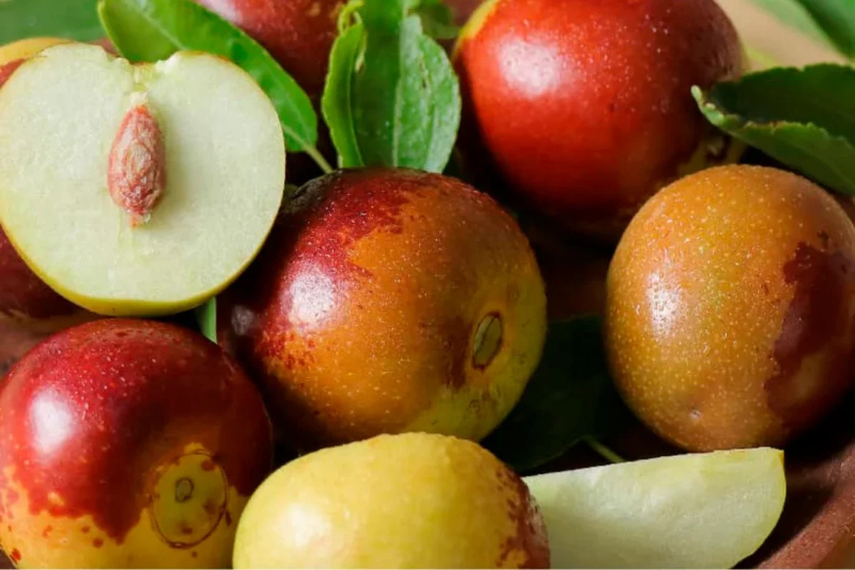 Fresh jujube fruit with glossy red and golden skin alongside a sliced jujube showing crisp pale flesh, illustrating a heat-tolerant fruit tree for desert climates.