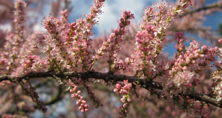 Pruning Tamarisk