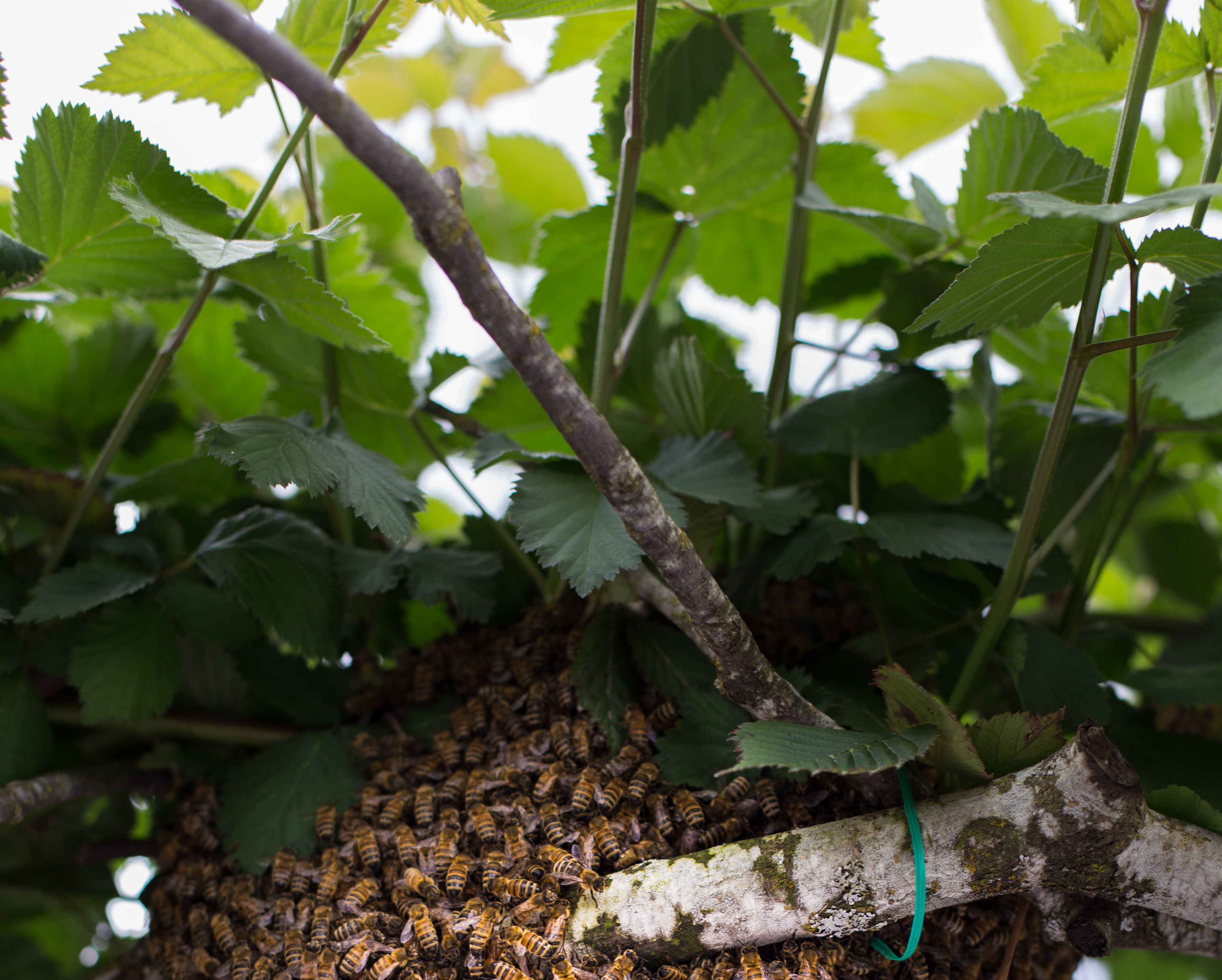How to Catch a Bee Swarm And Install In Your Beehive – BeeBuilt