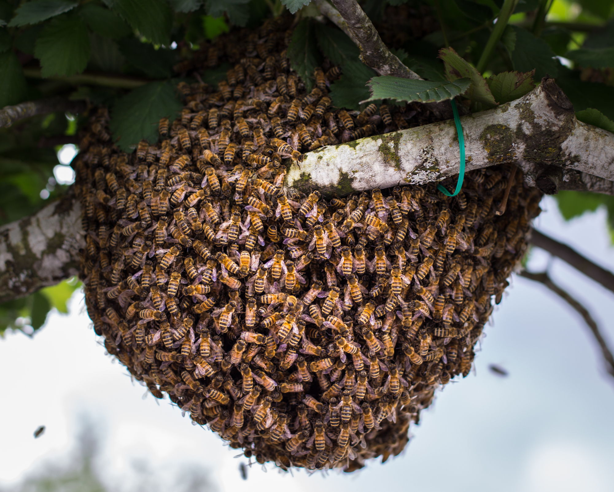 Swarm Trap — Texas Bee Supply