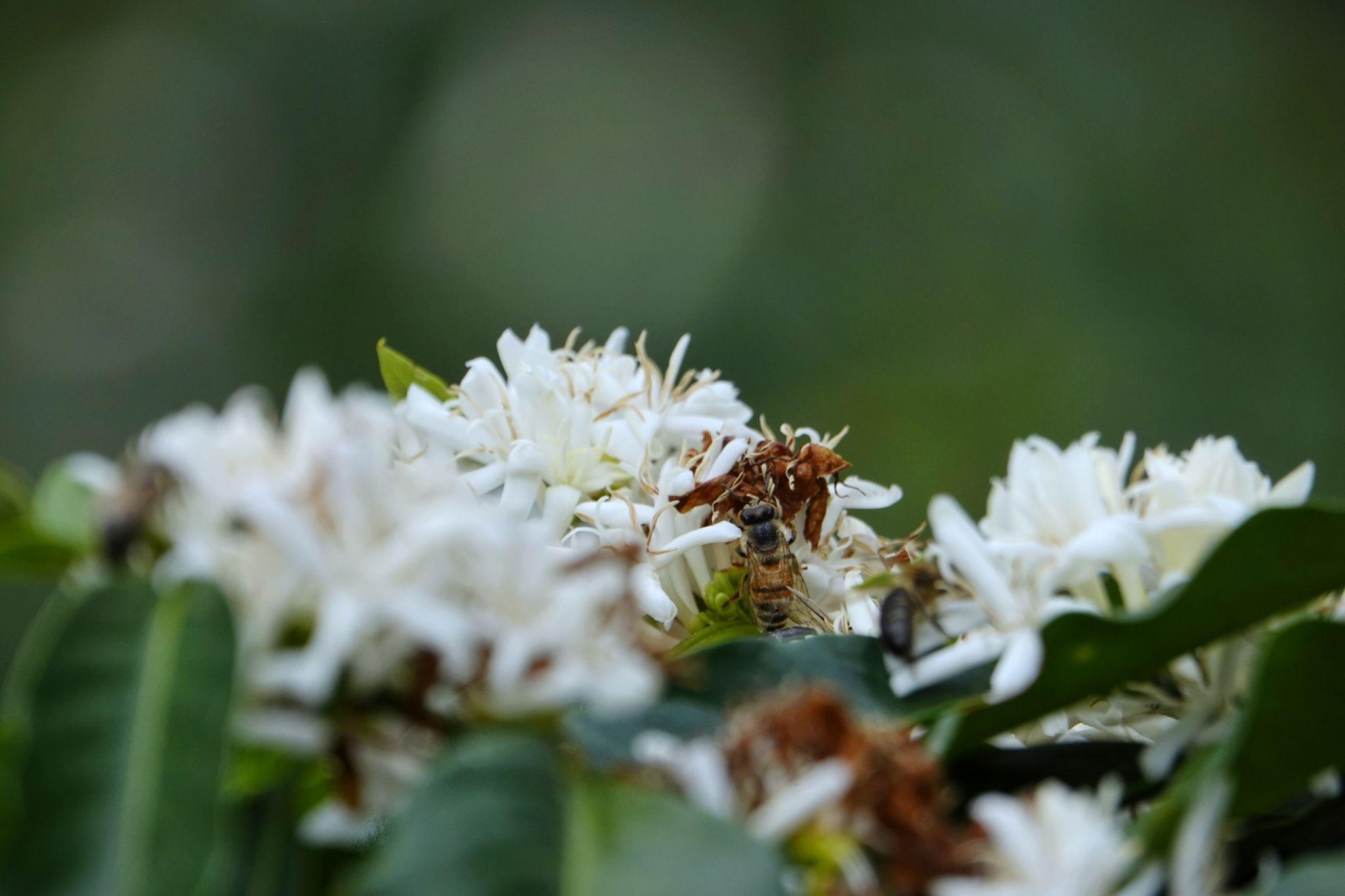White flowers with green leaves in a blurred background.
