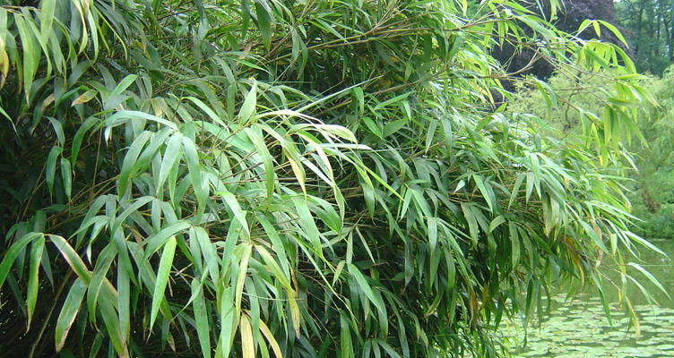 Bamboe Fargesia