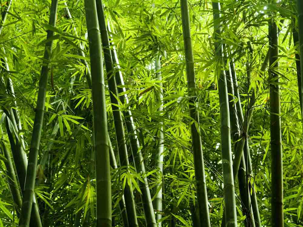 Bamboo in the Wild
