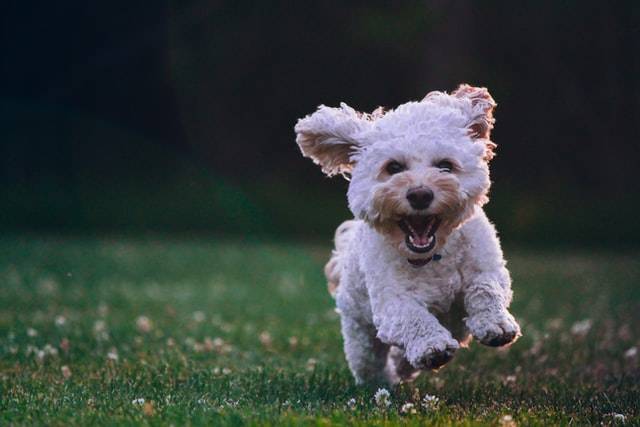 Small White Dog Running