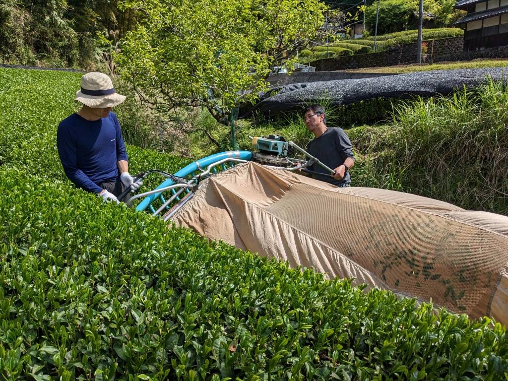 2023/5/4収穫新茶】京都宇治和束産・煎茶さみどり(湯船地区)《8 2023/5/4収穫新茶】京都宇治和束産・煎茶さみどり(湯船地区)《8