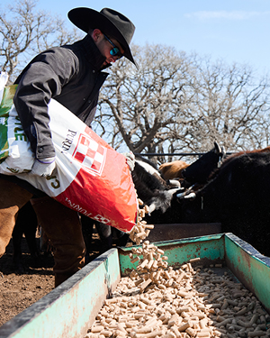 Person feeding cattle with pellets from a bag on a sunny day.