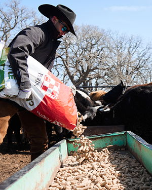 Person feeding cattle with pellets from a bag on a sunny day.