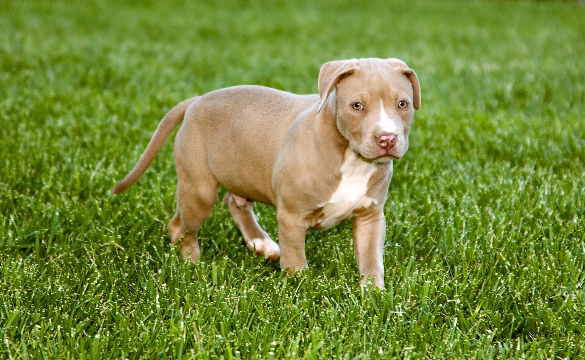 american bulldog versus pitbull  comparison