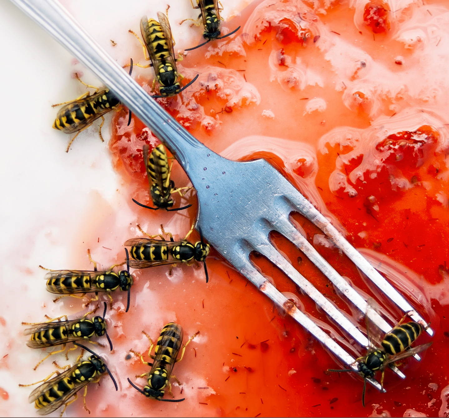Was ist eine Wespenallergie? Wespen lieben süßes Essen wie Erdbeeren und können stechen, wenn du versuchst, sie zu verscheuchen. Der Stich löst bei einigen Menschen Allergiesymptome aus.