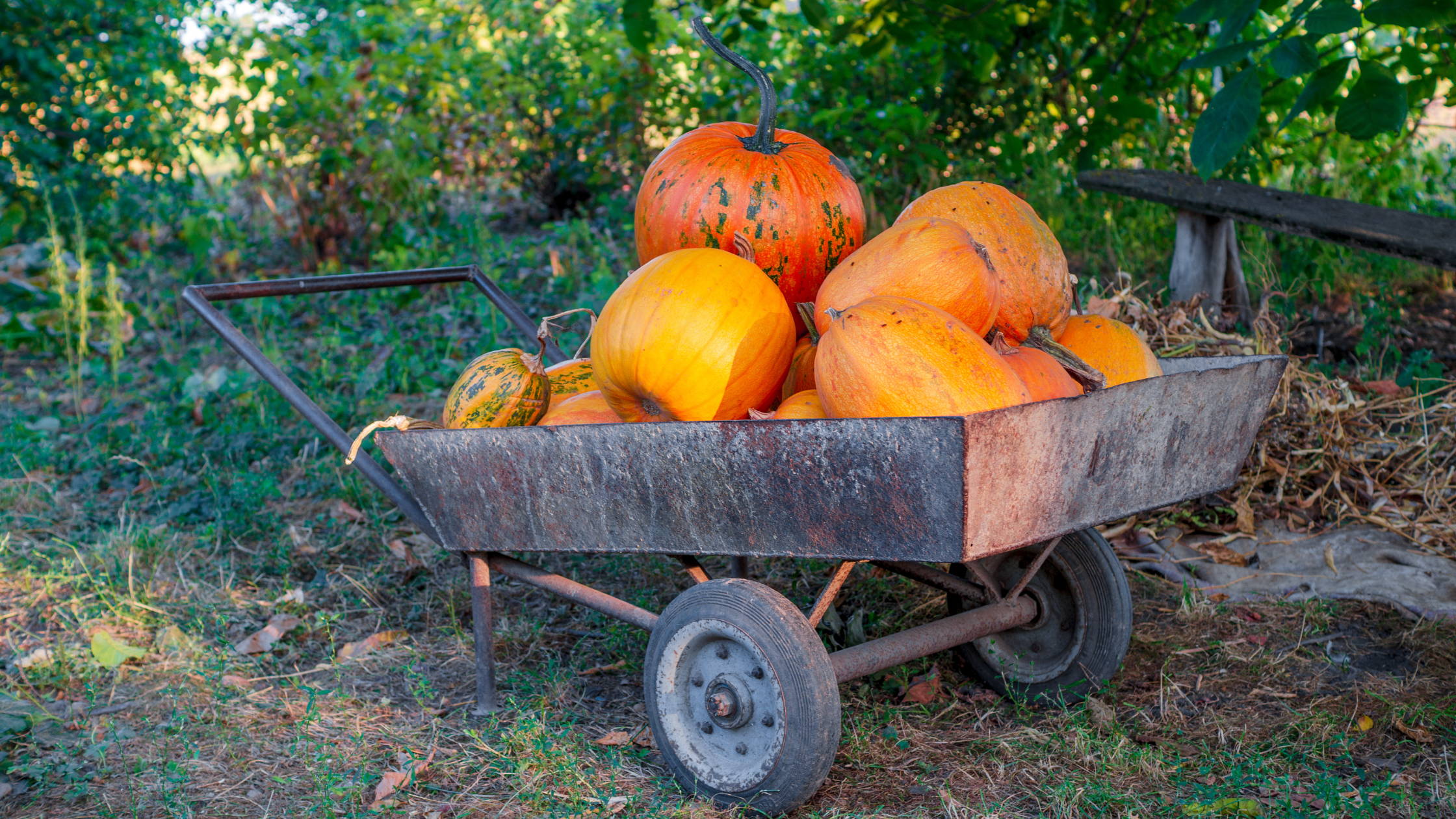 When to sow Pumpkins