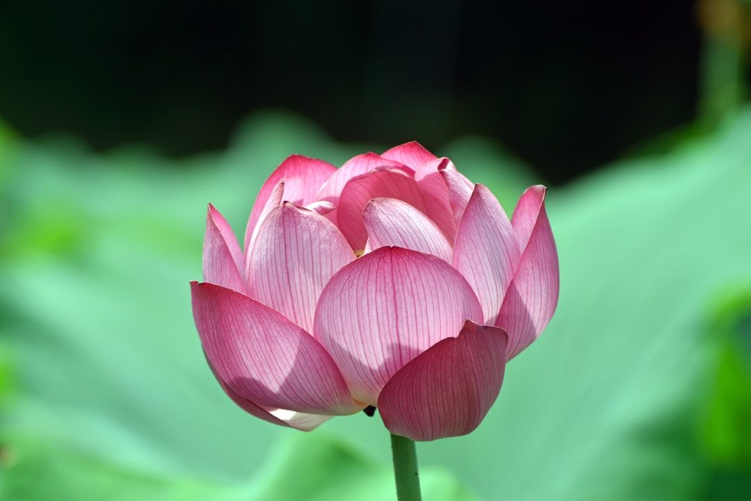 a pink lotus flower blooming in a pond