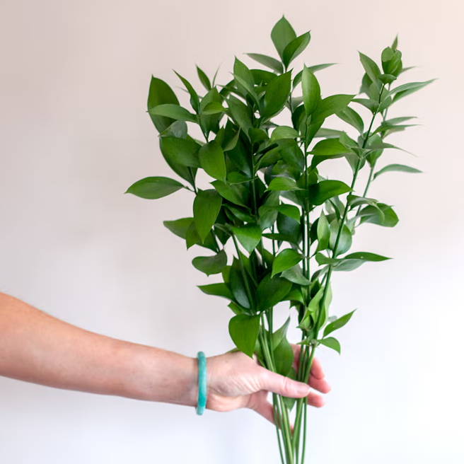 israeli ruscus