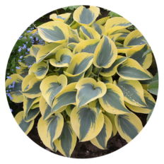 Photo of Hosta hybrid Shadowland Autumn Frost planted in a garden