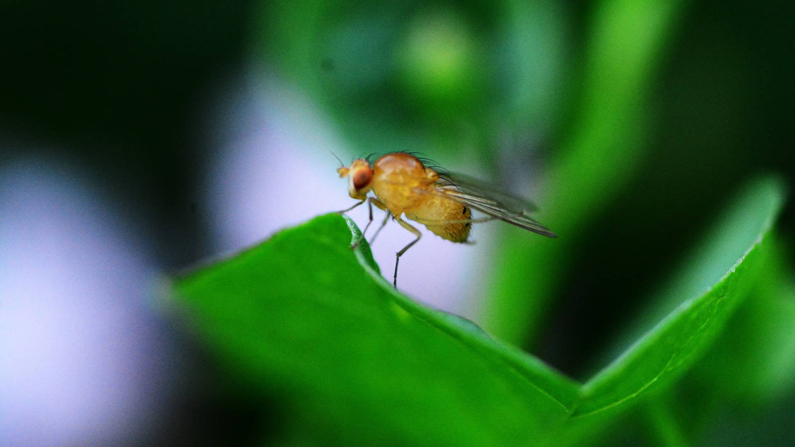 Close up of a fruit fly on green leaf. Photo for blog article, 'Why Fruit Flies?'
