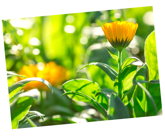 Calendula Flower- Babo Botanicals