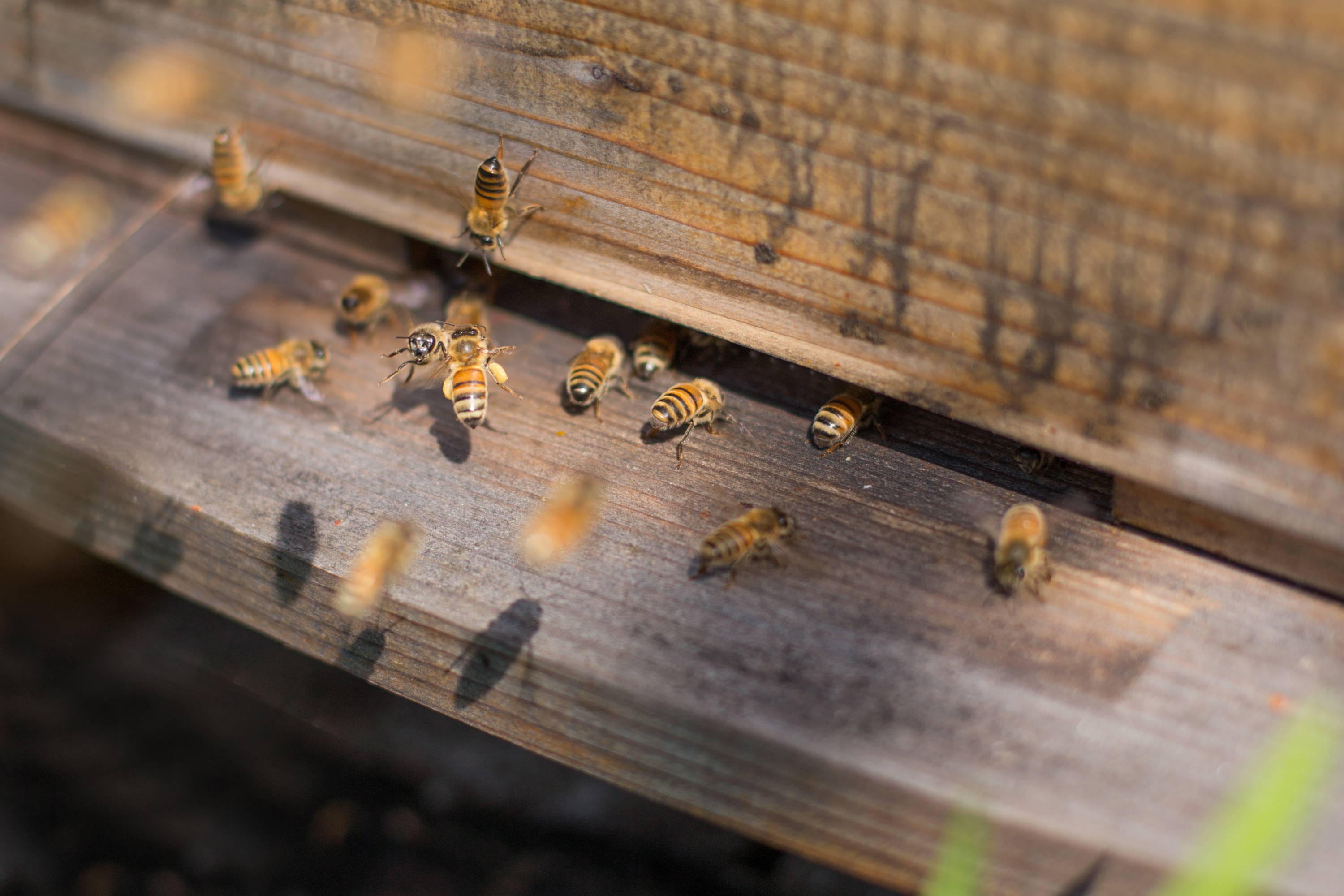 Click to learn more about buying your first hive