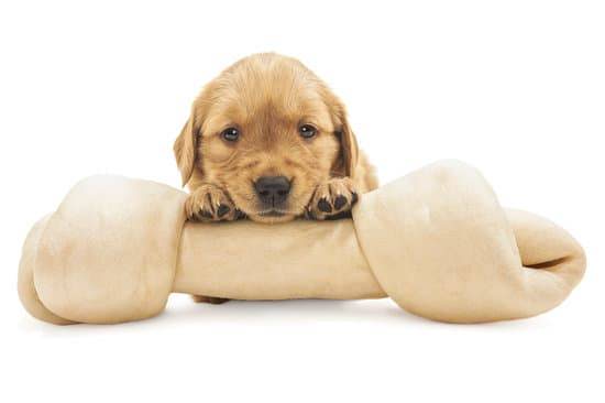 A tan puppy rests its head and paws on a large rawhide bone