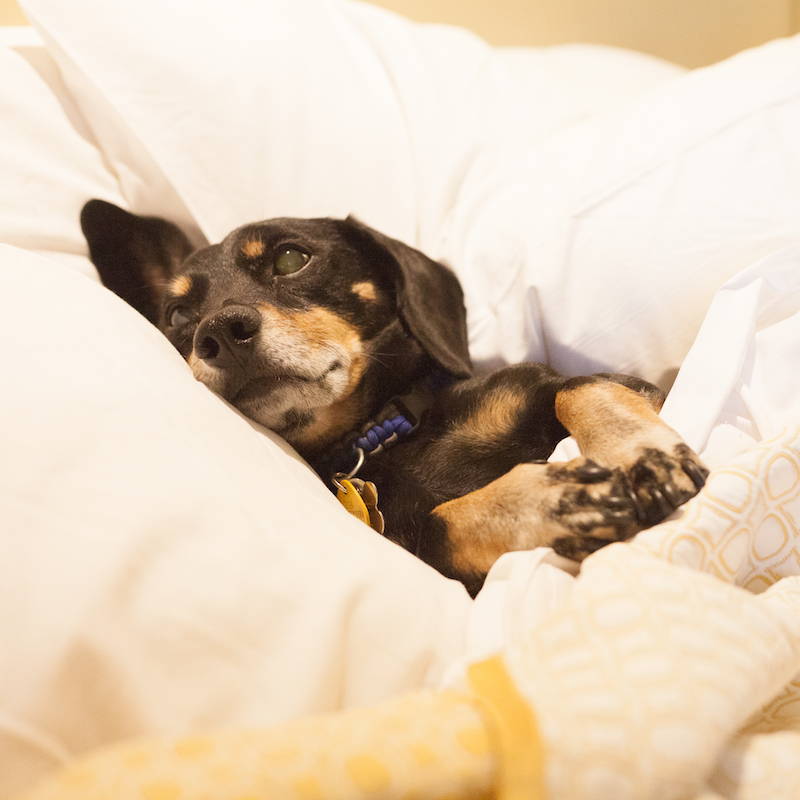 Traveling with your dog. How to pick the right hotel