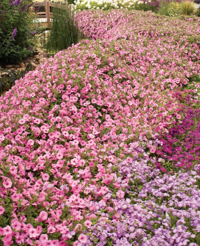 Landscape of Supertunia Vista® Bubblegum® II