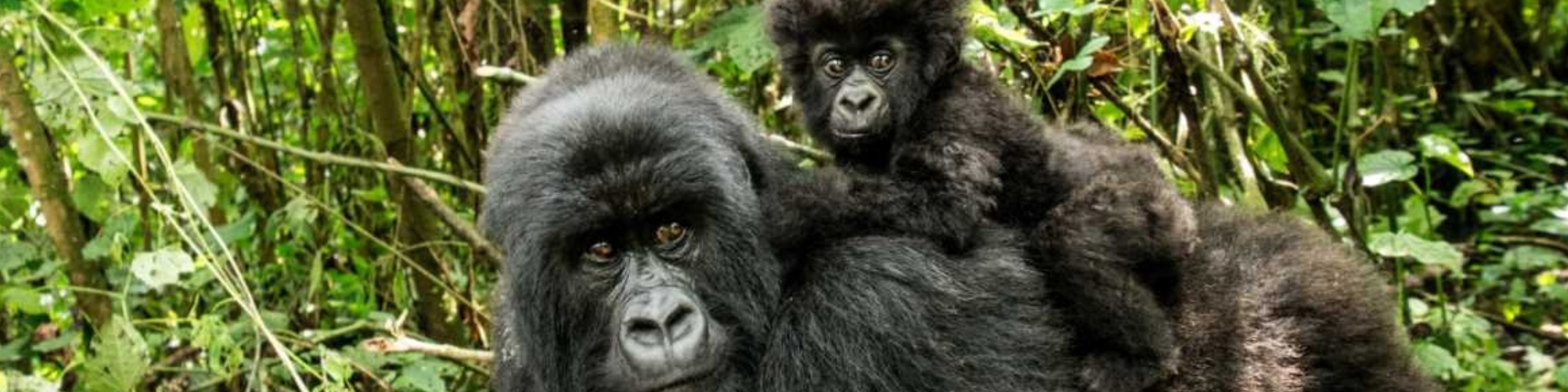 Gorillas_Mother and baby